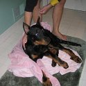 chien DM (41)